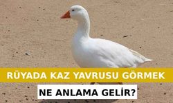 Rüyada Kaz Yavrusu Görmek Ne Anlama Gelir? Neye İşarettir? Anlamı, Yorumu